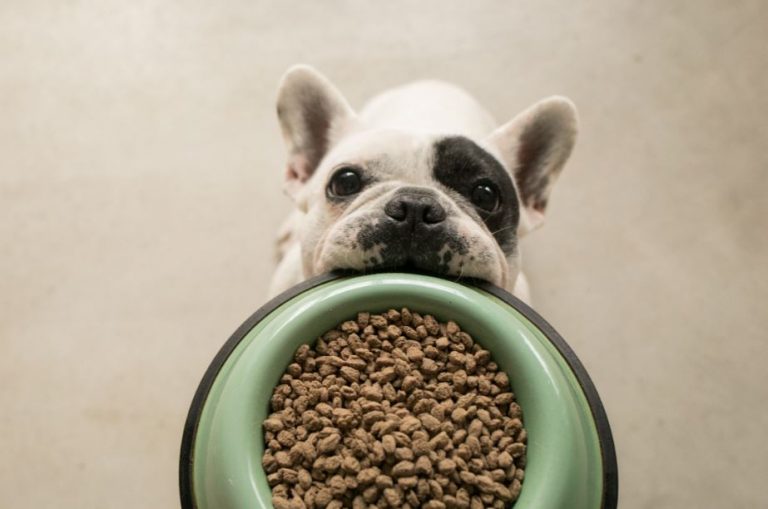 発売から6ヶ月間で2万個突破したドッグフードに新味登場！ 「おいしい香り」で注目のYum Yum Yum! かつお味が6月20日発売