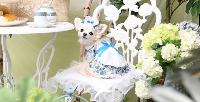 【Luxe birdie10周年×GREEN DOG】30頭の愛犬がレッドカーペットを歩く！Summer Fashion Show を開催